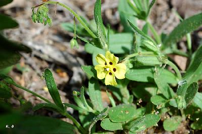 Tuberaria guttata-Helianthemum guttatum